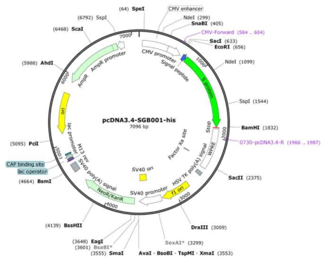 Map of expression vector for S2 protein