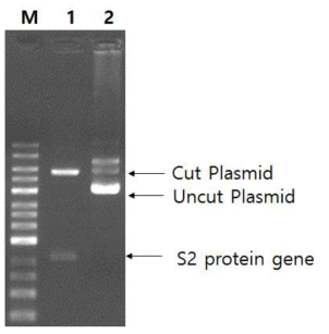 Gel electrophoresis of S2 protein gene cut from pcDNA3.4-SGB001-his by EcoRI and BamHI digestion