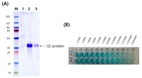 Expression of S2 protein (A) and ELISA results of S2 protein with patient serum (B)