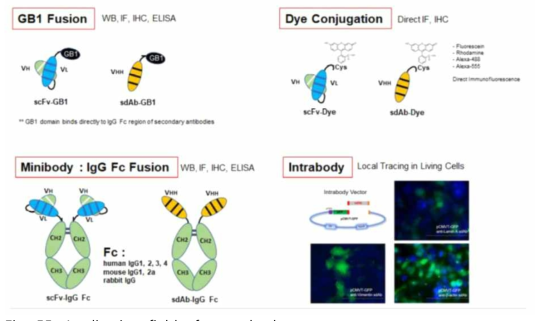 Application field of recombody