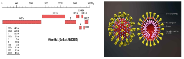 Diagram of SARS-CoV2 gene structure and model of 3D structural model