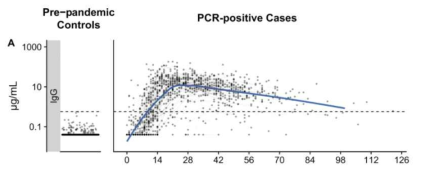 PCR 양성 환자에서 Anti-RBD IgG 항체가의 감소 현상