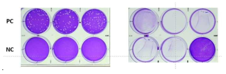 파라포름알데히드로 처리한 SARS-CoV-2 바이러스 감염력 소실(불활성화) 확인(오른쪽 plate)