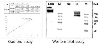 불활화 백신 단백질의 항원 정량 및 항원성 분석 결과 Sam: Whole inactivated virus, M: Marker, NC: Negative control (Vero cell lysate), PC: Positive control (hCoV-19/South Korea/KCDC03_KUMC01/2020)