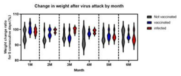 그룹별 공격 감염에 의한 6개월간의 체중변화. 6개월간 면역, 감염 및 비감염 그룹에서 공격접종 후 체중감소 양상을 나타내었다