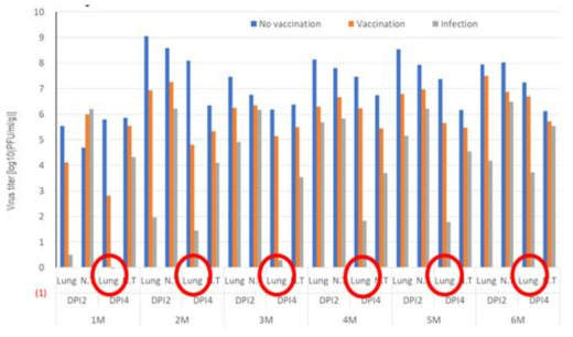 6개월까지 공격 감염 후 각 장기에서 나타나는 qRT-PCR 정량분석 결과. 붉은 원안은 lung titer를 나타냄