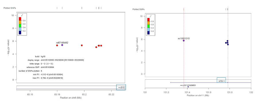 Locus zoom: SNP annotation on CHR6(EYS, Eyes Shut Homolog) and CHR11(NTM, Neurotrimin) in 1) eGFR outcome