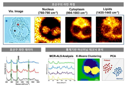 호산구의 라만 측정 결과 및 통계기반 분석