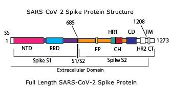 SARS-CoV-2 Spike 단백질의 구성