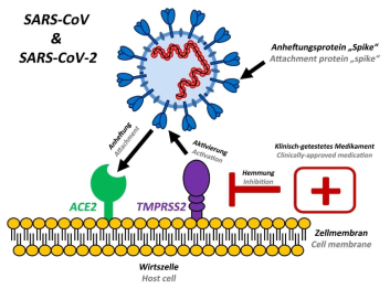 SARS-CoV-2의 세포 감염 모식도