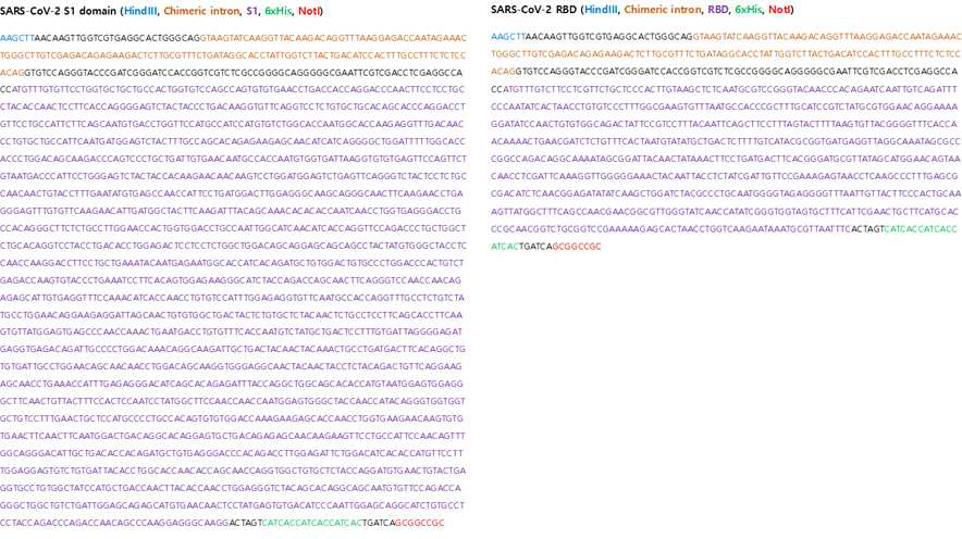 S1 subunit 과 RBD 단백질의 유전자 서열정보