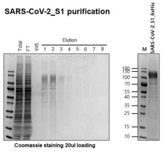 S1 단백질 정제