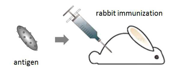 면역 항원의 항체 확보를 위한 rabbit 에의 면역 접종
