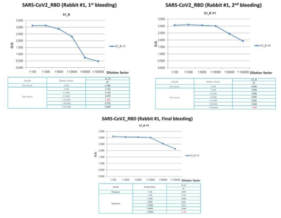 ELISA assay를 통한 RBD 단백질을 면역접종한 토끼 혈청의 항체량 측정