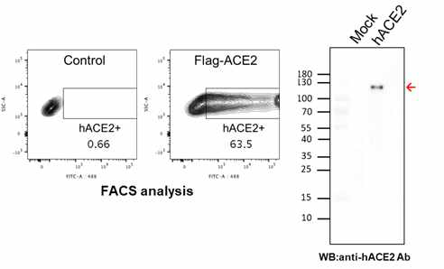 FACS analysis 와 Western blot을 통한 hACE2 발현 세포주의 확인