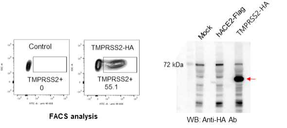 FACS analysis와 Western blot을 통한 TMPRSS2 발현 세포주의 확인