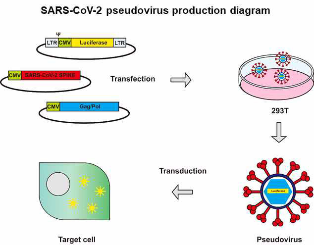 슈도바이러스 생산 모식도