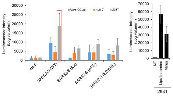 luciferase reporter assay를 통한 슈도바이러스 감염 확인