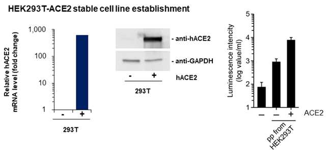 ACE2를 상시 발현하는 293T 세포의 제작
