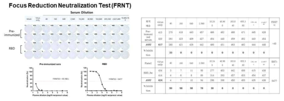 FRNT 검사법을 이용한 중화항체능 평가