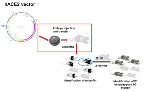 CMV-N-flag-hACE2 형질전환마우스 제작 모식도