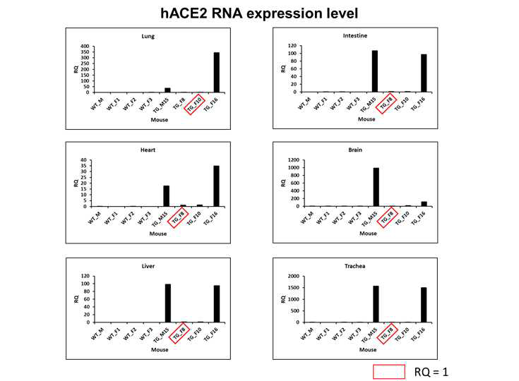 RT-PCR을 통한 hACE2 expression level 확인