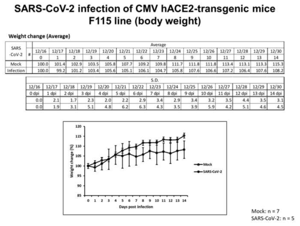SARS-CoV-2 감염시킨 CMV-hACE2 형질전환마우스의 무게 측정