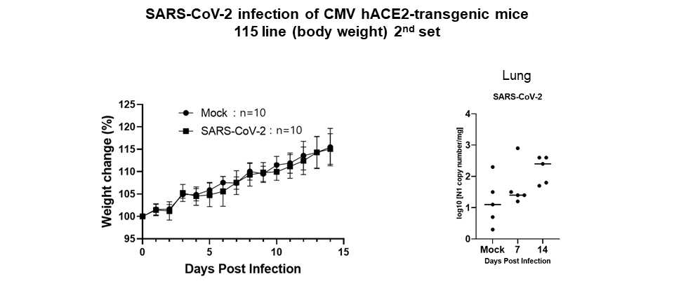 SARS-CoV-2 감염 후 CMV-hACE2 형질전환마우스 무게 및 Viral load 측정