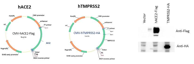 CMV-hACE2 및 hTMPRSS2 발현 확인