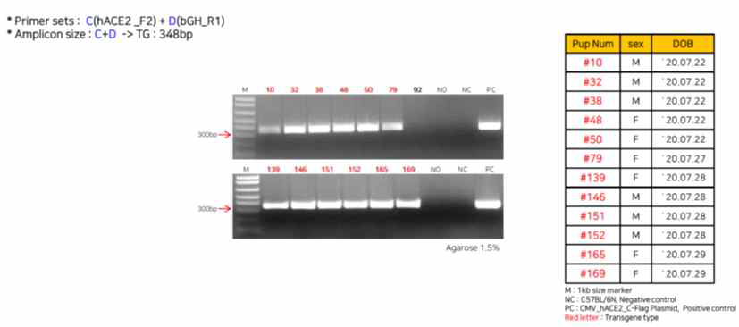PCR을 통한 CMV-hACE2 발현 형질전환마우스의 확인
