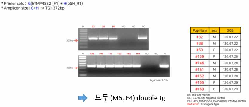 PCR을 통한 CMV-hTMPRSS2 발현 형질전환마우스의 확인