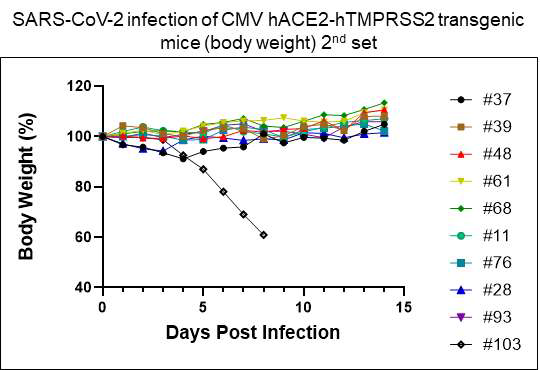 SARS-CoV-2 감염 후 CMV-hACE2 & hTMPRSS2 형질전환마우스 무게 측정