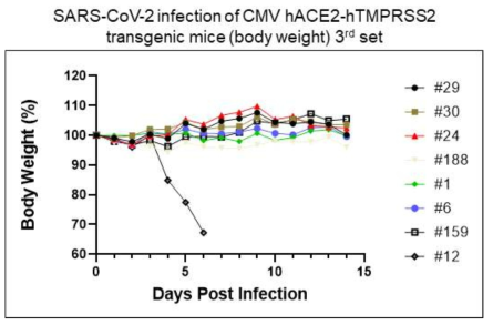 SARS-CoV-2 감염 후 CMV-hACE2 & hTMPRSS2 형질전환마우스 무게 측정