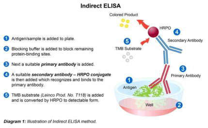 Indirect ELISA법