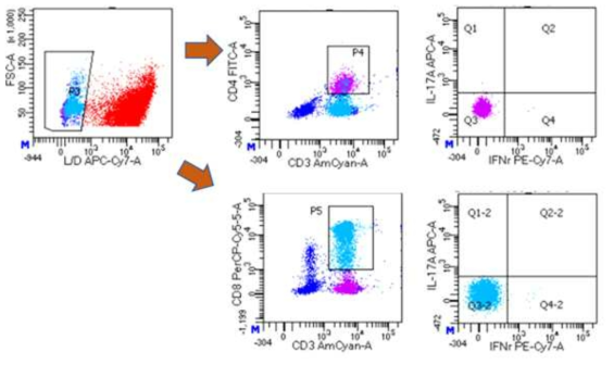 Flow cytometry를 통한 ICS결과의 예시