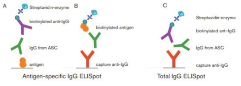 ELISpot 기법의 모식도