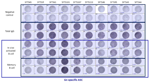 B cell Elispot 결과 예