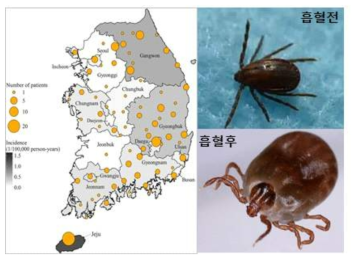 국내 환자 발생 분포(좌)와 작은소참진드기(우)