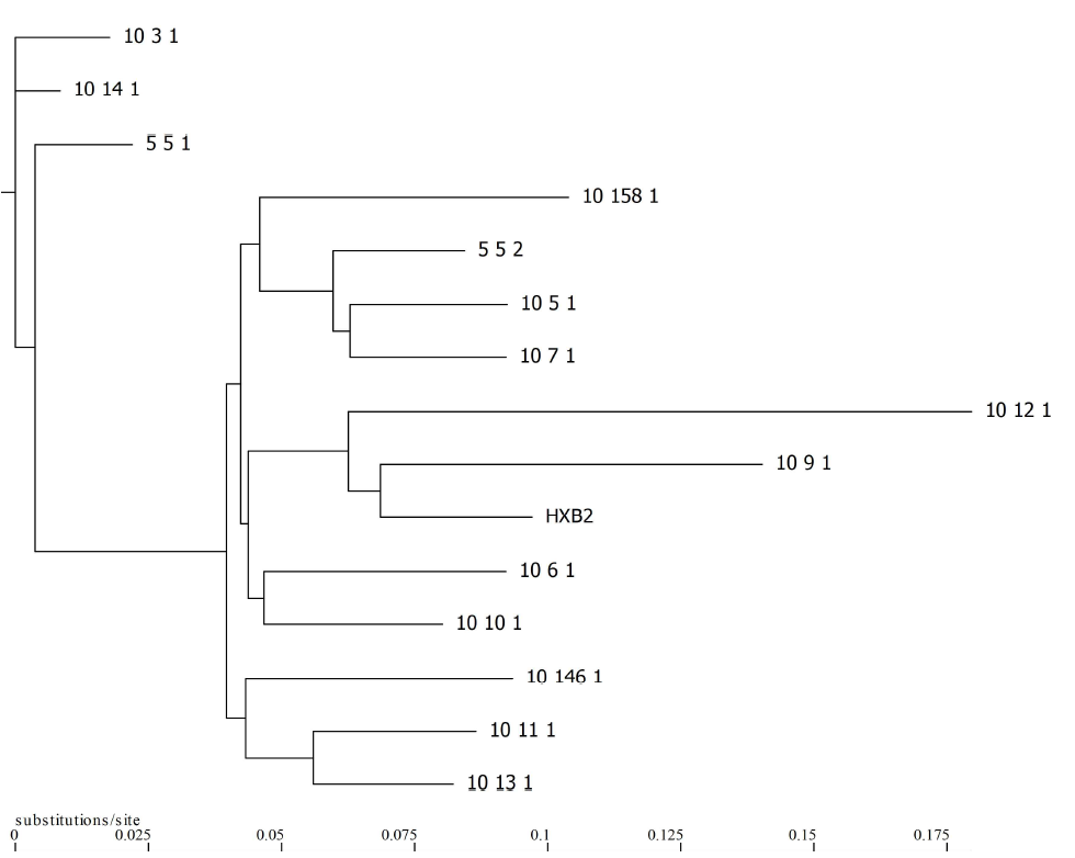 HIV proviral DNA near full-length genome 의 molecular phylogenetic analysis inferred by the msximum likelihood method