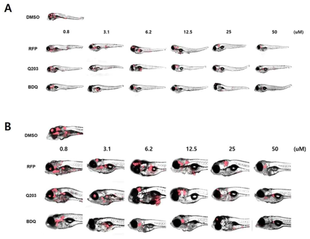 약물 (Bedaquiline, rifampicin, 그리고 Q203) 처리 후 제브라피쉬 내 형광 균주의 확산 및 감소 관찰. Td-Tomato 형광으로 표지된 M. marinum을 제브라피쉬의 미정맥에 감염 시킨 후 약물을 처리하여 제브라피쉬 내 형광 균주의 사멸 여부를 형광 현미경으로 관찰하였다. A. 전체 제브라피쉬 몸통 B. 머리 부분