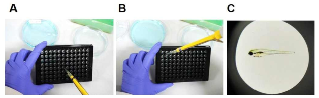 Black plate clear bottom 96 well plate에 마취된 제브라피쉬를 마이크로 팁으로 같은 방향이 오도록 정렬해준다. 마취된 제브라피쉬 정렬 (A 그리고 B); 정렬된 제브라피쉬(C)