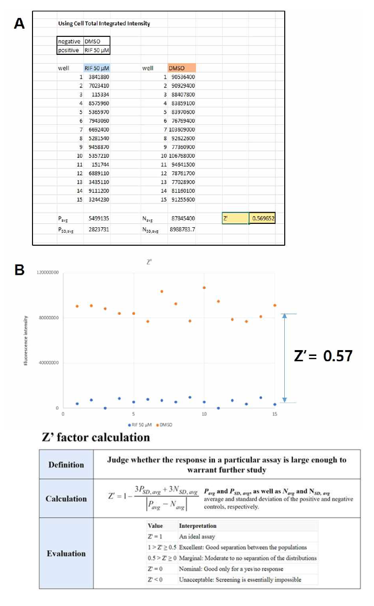 수치화된 형광값을 사용한 Z’ 값 계산. 수치화된 형광값은 엑셀파일로 전환되었으며, Z’ 계산 공식에 의해서 Z’ 값이 계산되었다 (A). 이렇게 계산된 Z‘값은 0.57이었으며, 이값에 근건해 본 연구진이 구현하고자하는 제브라피쉬 TdTomato-M. marinum균 감염을 통한 생체내 약물 스크린 모델은 스크린 모델로서 적합한 것을 알 수 있다