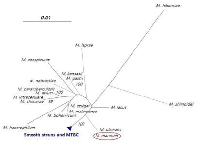 결핵균과 Mycobacterium marinum의 근연관계를 나타내는 분기도