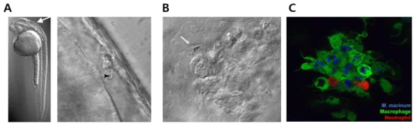 zebrafish에 감염시킨 M. marinum(A)은 대식세포의 결집을 유도하였으며, 형광 현미경 하에서도 볼 수 있듯이 대식세포와 neutrophil의 응집을 통한 육아종 형성이 확인되었다 (B 그리고 C)