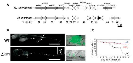 (A) 결핵균의 RD1 부위와 M. marinum 균주의 RD1 부위의 비교. (B) M. marinum의 RD1 부위를 제거한 돌연변이체는 대식세포의 발현과 육아종 형성이 현저히 감소하였으며, (C) 이는 약독성 균주로 zebrafish 배아의 사멸을 일으키지 못하였다