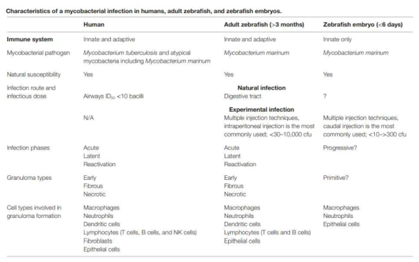 인간의 결핵균 감염에 의한 결핵과 M. marinum-zebrafish 성체감염 및 배아 감염을 통한 면역 체계의 특징 비교