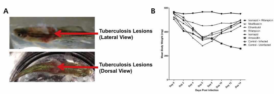 M. marinum intramuscular 감염을 통하여 zebrafish 내 병변 (A) / body weight의 변화 (B)/ 항결핵제로 치료 가능성을 확인함