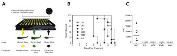 Lalita 그룹에서 사용하고 있는 zebrafish와 M. marinum을 통한 High throughput-anti TB drug screen (A), 감염 zebrafish에 약물을 처리하였을 때의 생존 곡선 (B), 약물 처리한 후 zebrafish 내에 형광 M. marinum 균주의 양을 Image J로 측정한 그래프 (C)