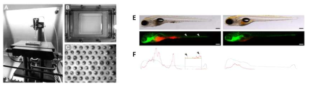 자동화 감염 장치의 개발. (A) 자동화 감염 장비 (B) embryo 홀더 (agarose grid) 안에 위치함. (C) embryo를 하나씩 고정할 수 있는 플레이트. M. marinum 형광 균주에 감염된 zebrafish는 (E) COPAS profile peaks에 의해 발현 위치와 발현양이 측정되었다