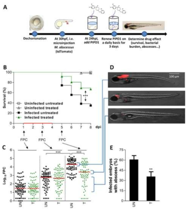 Pr. Laurent Kremer 그룹이 사용하는 Mycobacterium-zebrafish 감염 모델. (A) GSK1985270A (PIPD1) 물질을 형광 Mycobacterium abscessus에 감염된 zebrafish에 처리한 후 24시간 후 zebrafish 내부의 형광 균주의 양을 측정한다. (B) 각 대조군과 실험군은 생장곡선으로 표현되었으며, (C) zebrafish 내부의 형광 감염 균주의 양은 Fluorescent Pixel Count로서 Image J를 통하여 분석 도식화되었다. (D) 각 GSK1985270A (PIPD1) 물질을 처리한 개체를 형광 현미경으로 촬영하여 in vivo efficacy를 시각화하였으며, zebrafish의 종양 유무를 그래프로 수치화하였다 (E)